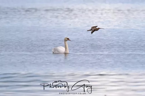 27 April 2026 - Isle of Arran, Lamlash Bay - Curlew