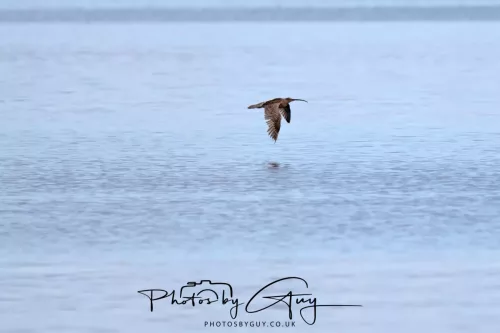 27 April 2026 - Isle of Arran, Lamlash Bay - Curlew
