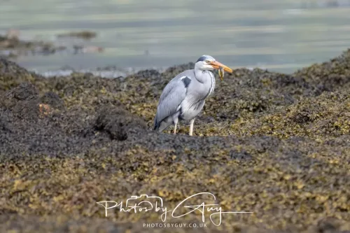 27 April 2026 - Isle of Arran, Lamlash Bay - Grey Heron
