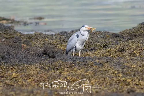 27 April 2026 - Isle of Arran, Lamlash Bay - Grey Heron