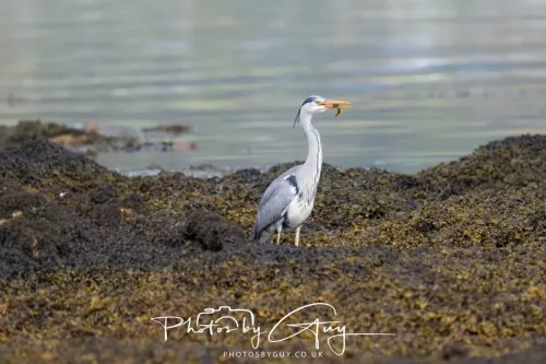 27 April 2026 - Isle of Arran, Lamlash Bay - Grey Heron
