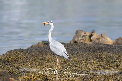 27 April 2026 - Isle of Arran, Lamlash Bay - Grey Heron