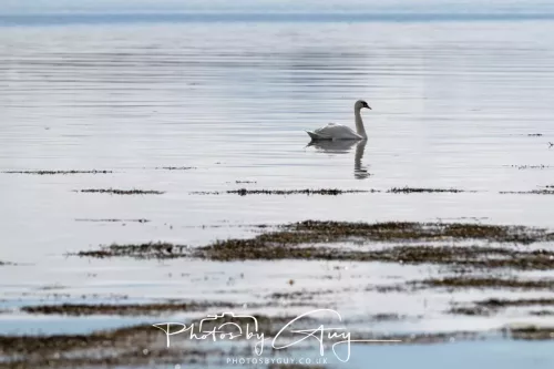 27 April 2026 - Isle of Arran, Lamlash Bay - Mute Swan