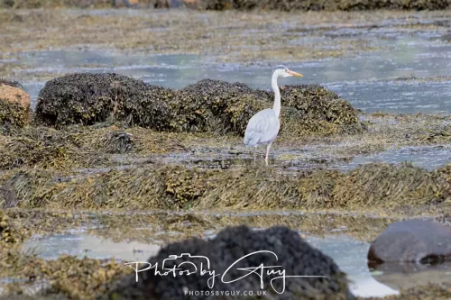 27 April 2026 - Isle of Arran, Lamlash Bay - Grey Heron
