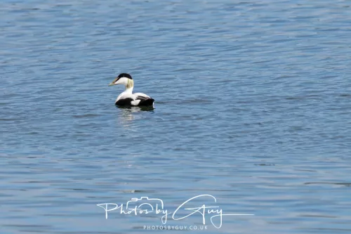 27 April 2026 - Isle of Arran, Lamlash Bay - Eider