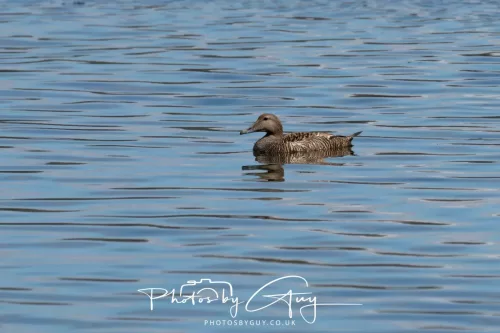27 April 2026 - Isle of Arran, Lamlash Bay - Eider