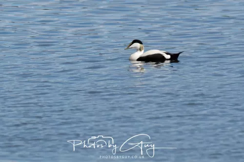 27 April 2026 - Isle of Arran, Lamlash Bay - Eider