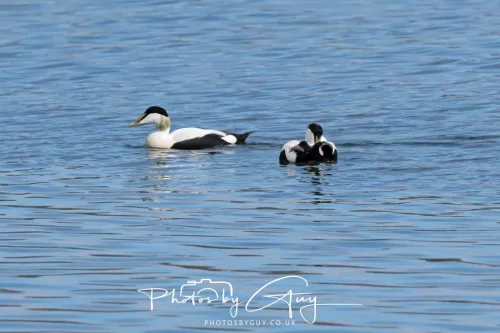 27 April 2026 - Isle of Arran, Lamlash Bay - Eider