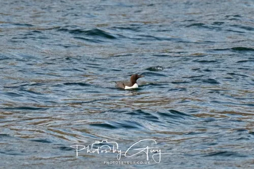 27 April 2026 - Isle of Arran, Lamlash Bay - Guillemot