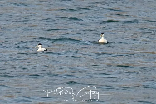 27 April 2026 - Isle of Arran, Lamlash Bay - Eider