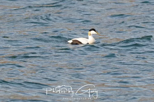 27 April 2026 - Isle of Arran, Kingscross point - Eider Duck