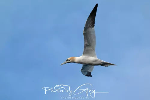27 April 2026 - Isle of Arran, Kingscross point - Gannet