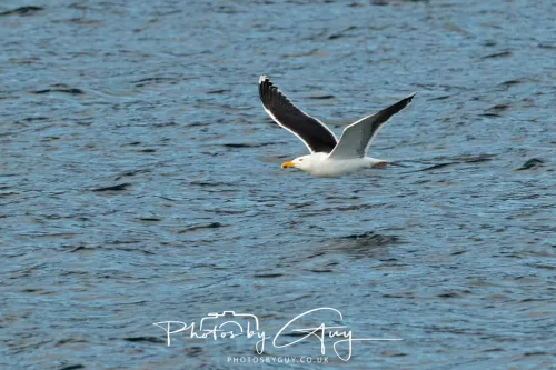 27 April 2026 - Isle of Arran, Kingscross point - Black Back Gull