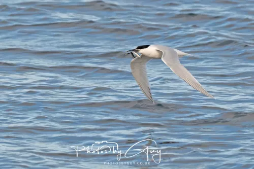27 April 2026 - Isle of Arran, Kingscross point - Sandwich Tern with fish