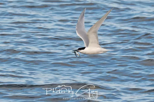 27 April 2026 - Isle of Arran, Kingscross point - Sandwich Tern with fish
