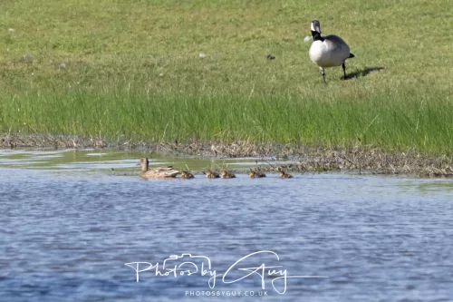 09 May 2026 _ West Cumbria Mallard Ducklings