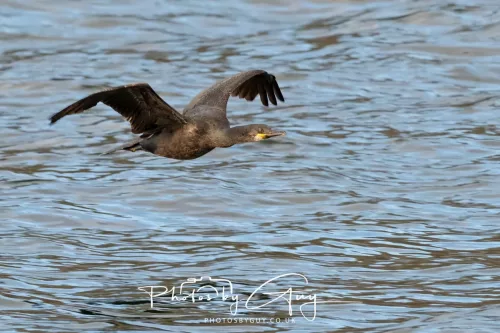 April 2026 - Isle of Arran, Kingscross point - Cormorant