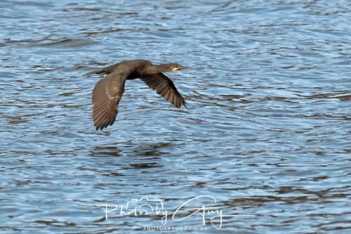 27 April 2026 - Isle of Arran, Kingscross point - Cormorant