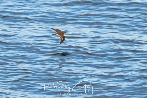 27 April 2026 - Isle of Arran, Kingscross point - Common Sandpiper