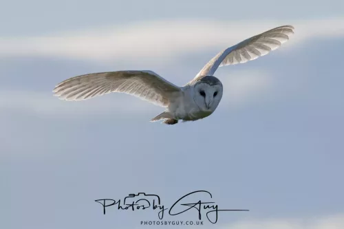 09 May 2026 _ West Cumbria Barn Owl