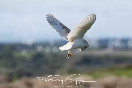 09 May 2026 _ West Cumbria Barn Owl