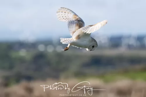 09 May 2026 _ West Cumbria Barn Owl