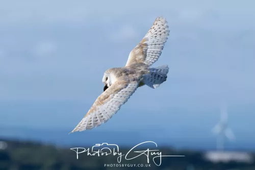 09 May 2026 _ West Cumbria Barn Owl