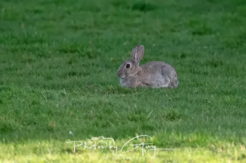 27 April 2026 - Isle of Arran, Kingscross point - Rabbit