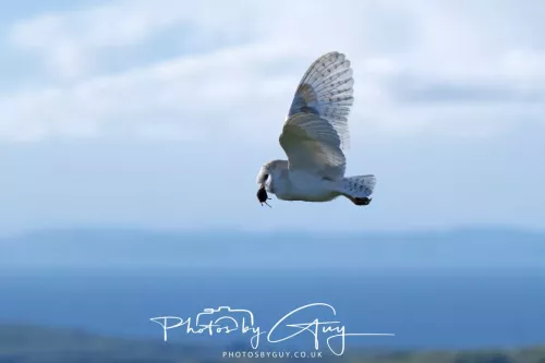 09 May 2026 _ West Cumbria Barn Owl