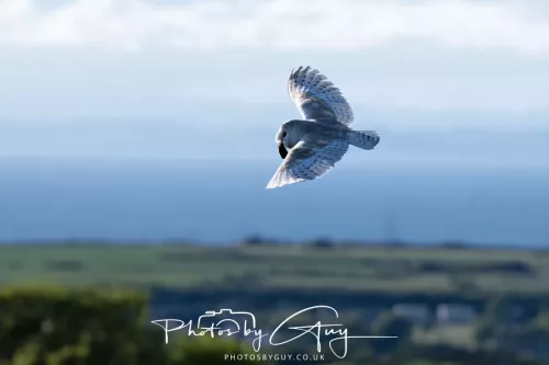 09 May 2026 _ West Cumbria Barn Owl
