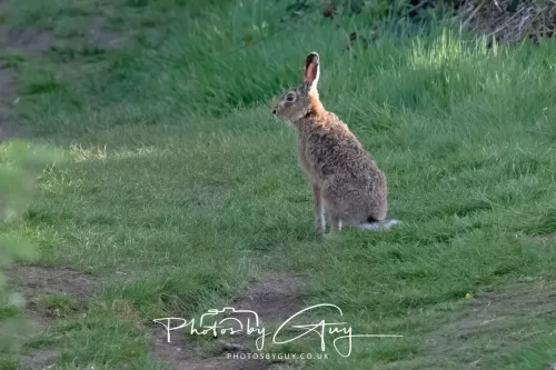 27 April 2026 - Isle of Arran, Kingscross point - Hare