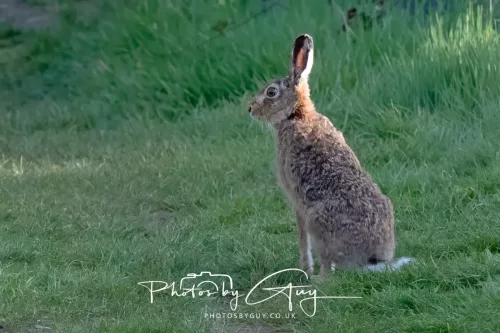 27 April 2026 - Isle of Arran, Kingscross point - Hare