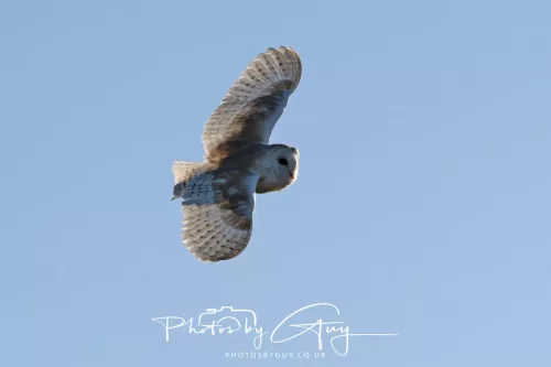 09 May 2026 _ West Cumbria Barn Owl