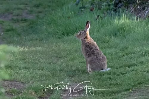 27 April 2026 - Isle of Arran, Kingscross point - Hare