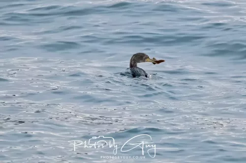 28 April 2026 Lochranza , Isle of Arran - Cormorant