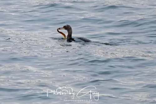 28 April 2026 Lochranza , Isle of Arran - Cormorant