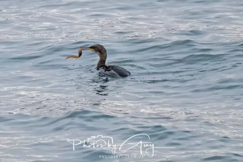 28 April 2026 Lochranza , Isle of Arran - Cormorant
