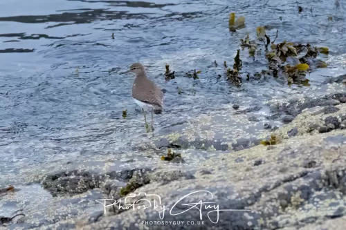 28 April 2026 Lochranza , Isle of Arran - Sandpiper