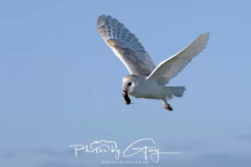 09 May 2026 _ West Cumbria Barn Owl