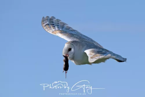 09 May 2026 _ West Cumbria Barn Owl