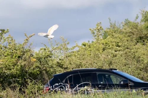 09 May 2026 _ West Cumbria Barn Owl