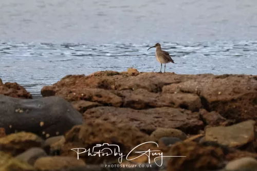 28 April 2026 Kingscross , Isle of Arran - Whimbrel