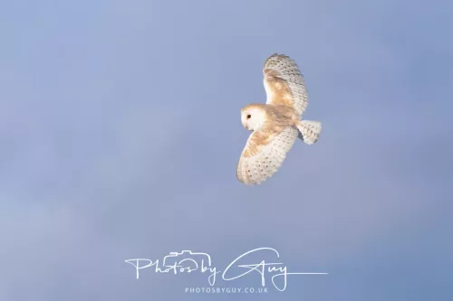 09 May 2026 _ West Cumbria Barn Owl