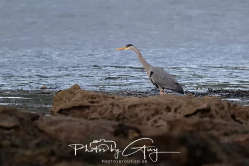 28 April 2026 Kingscross , Isle of Arran - Grey Heron