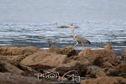 28 April 2026 Kingscross , Isle of Arran - Grey Heron