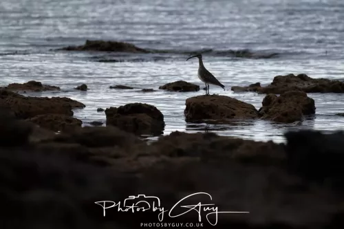 28 April 2026 Kingscross , Isle of Arran - Whimbre