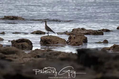 28 April 2026 Kingscross , Isle of Arran - Whimbrel