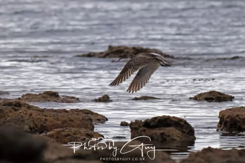 28 April 2026 Kingscross , Isle of Arran - Whimbrel