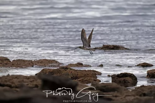 28 April 2026 Kingscross , Isle of Arran - Whimbrel