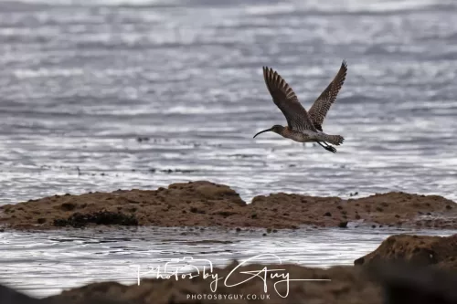 28 April 2026 Kingscross , Isle of Arran - Whimbrel